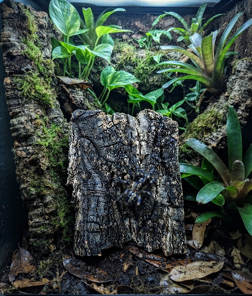 Cork Bark Acrylic Reptile Enclosure Kit | Terrarium Décor for Lizard, Tarantula & Spider Climbing & Hiding Habitat